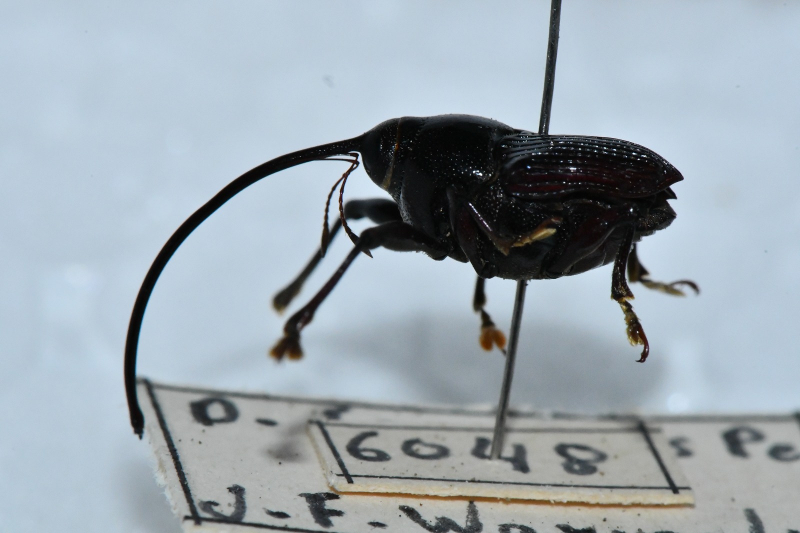 taxonomia